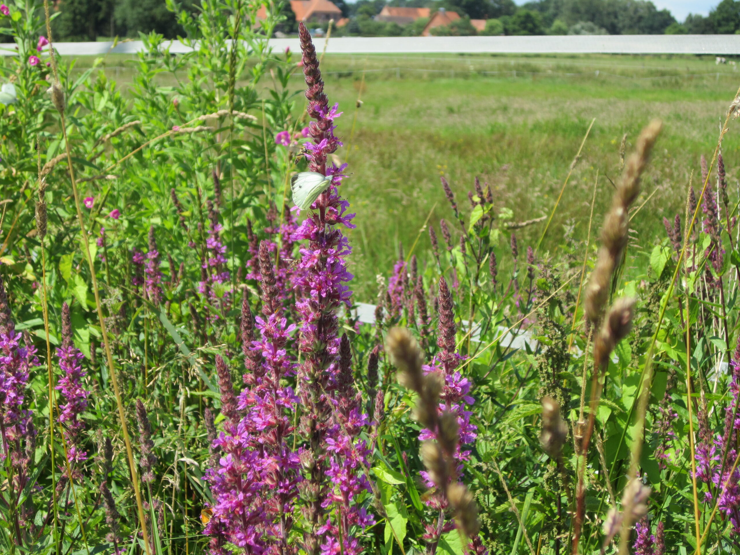 Kompensationsflächenpool / Ökokonto