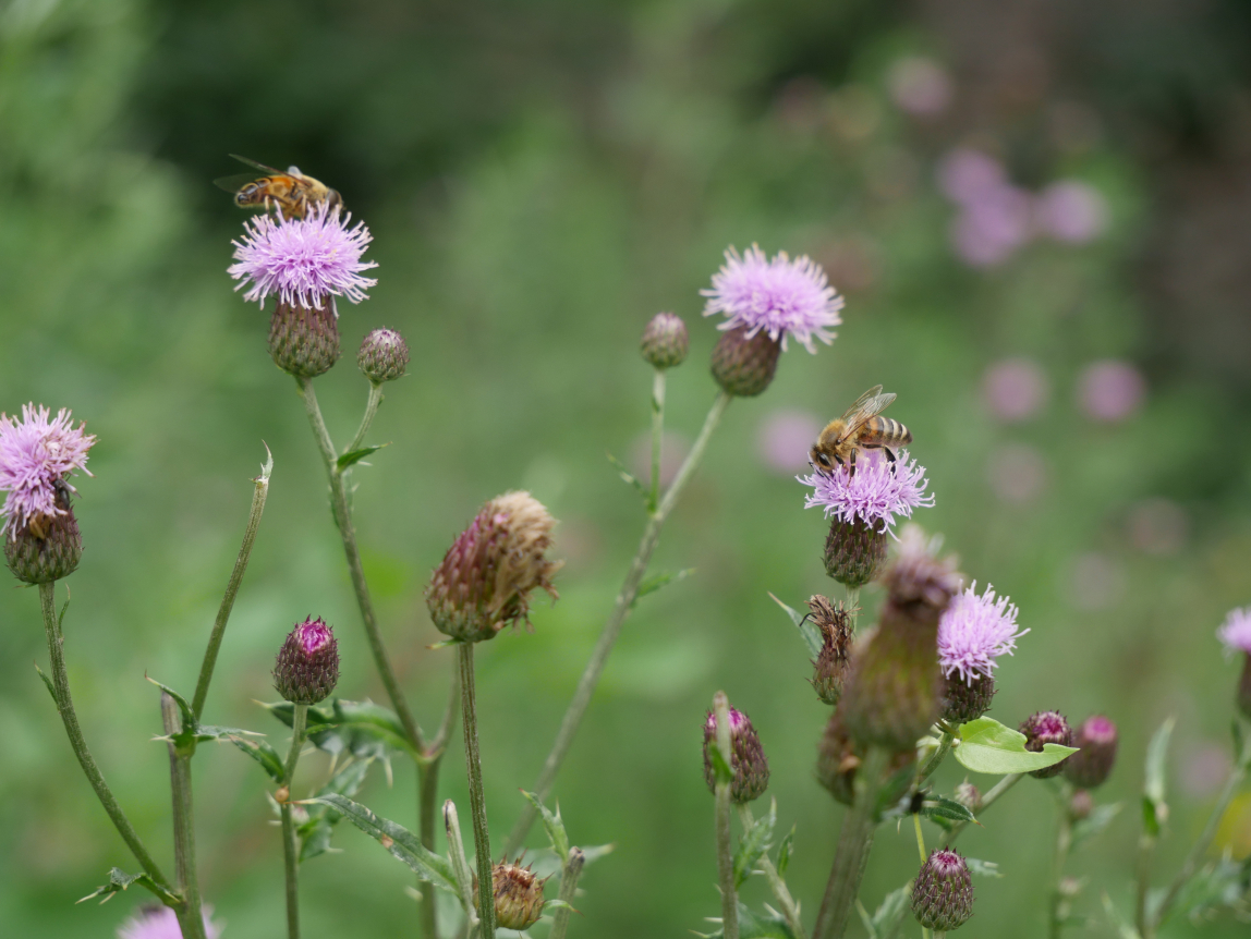 Ausgleichs- und Ersatzmaßnahmen