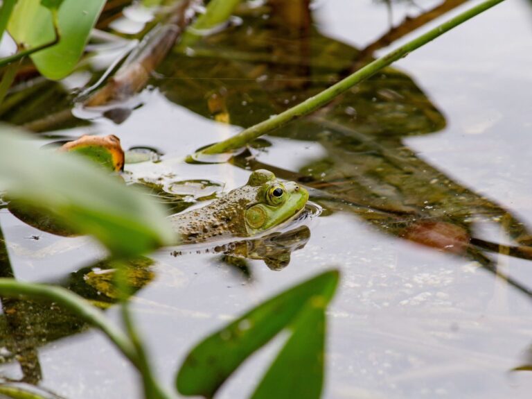 Biotope